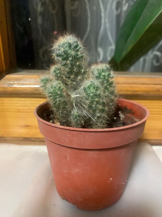 Кактусы большие и маленькие