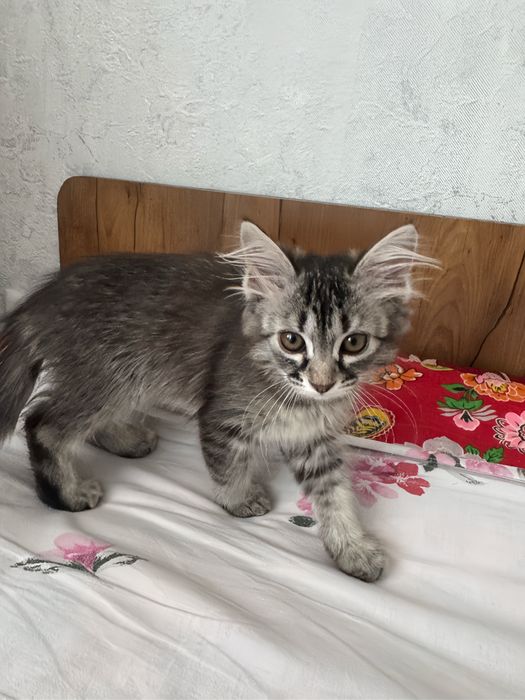Котенок в добрые руки бесплатно