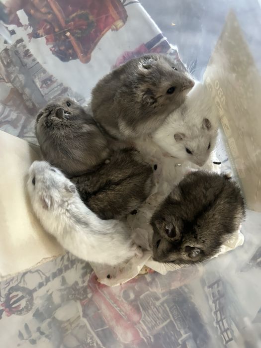 Donez pui de hamsteri