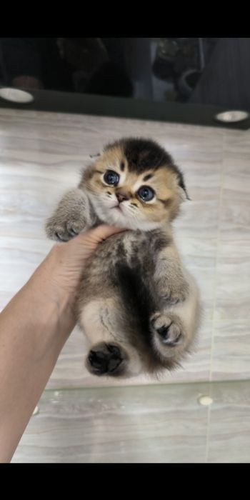 Продаётся котёнок