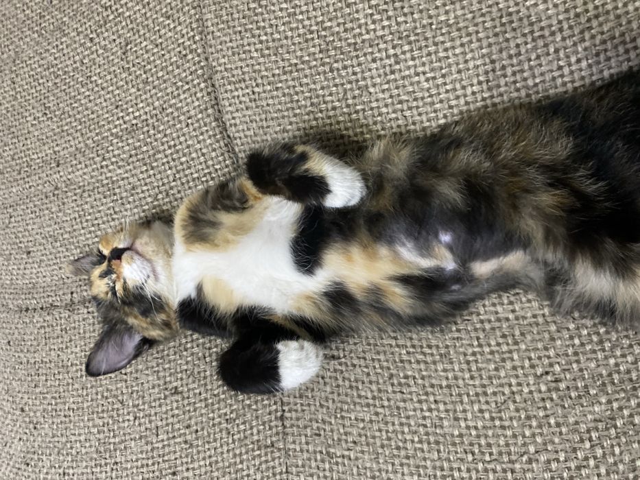 Котенок девочка 5 месяцев