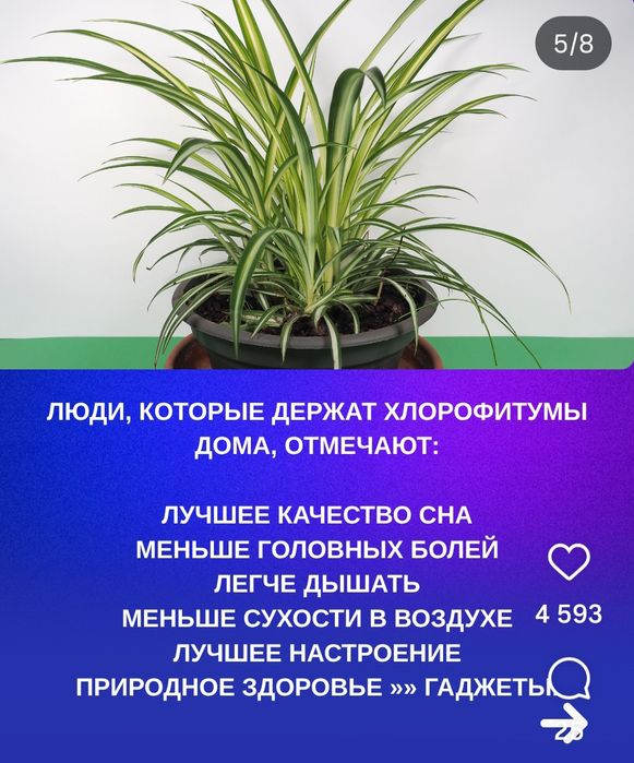 Продаю каланхоэ и детки хлорофитума