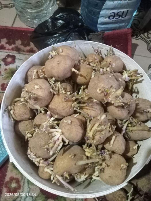 Картофель семенной