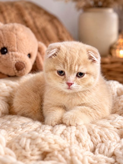 Шотландский вислоухий мальчик ищет семью.