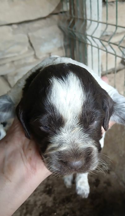 Кученца за трюфели