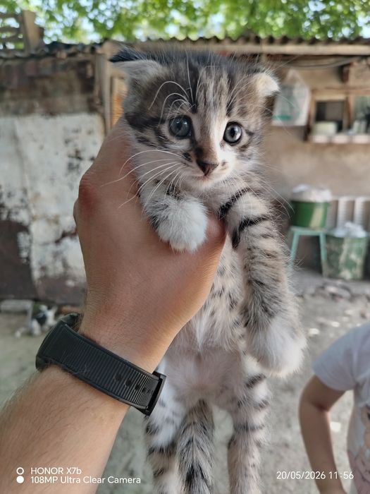 Отдаем котят в хорошие руки.