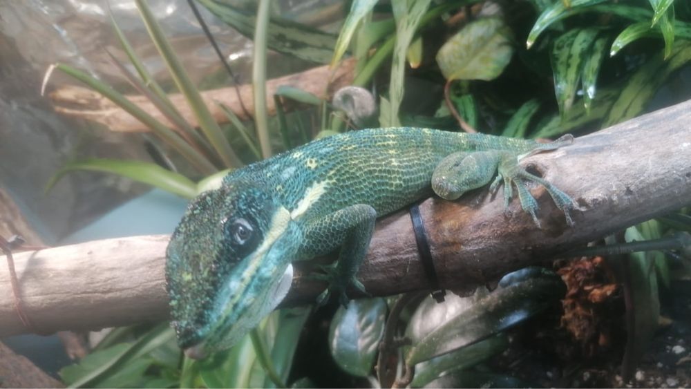Anolis equestris (Cuban Knight Anole) – Captive Bred, 1 an