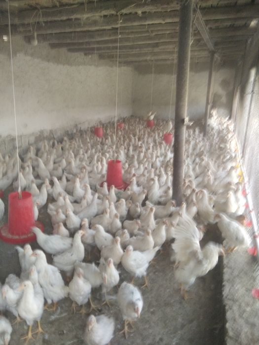 Товуклар сотилади