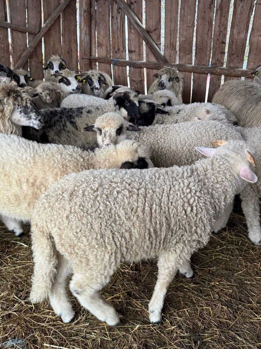 Oi si miei de vanzare