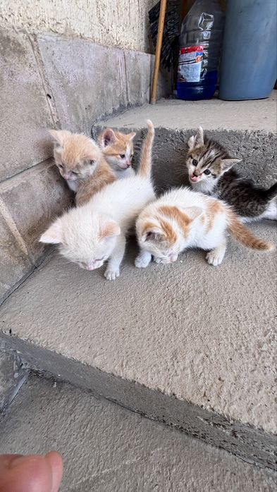 Котята бесплатная
