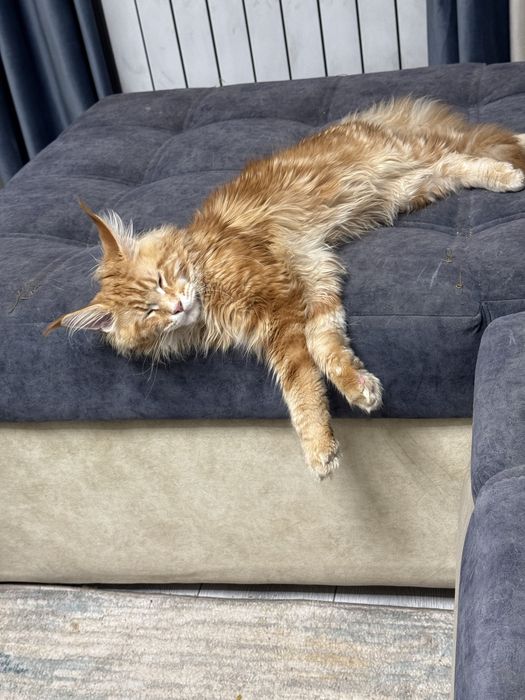 Котенок мейн кун