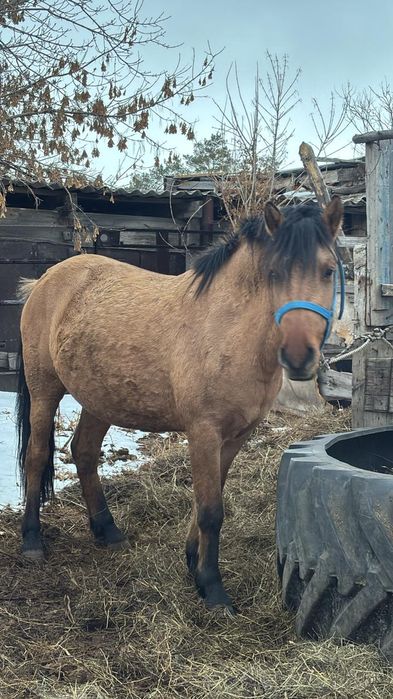 Продам кобылу. 3 года