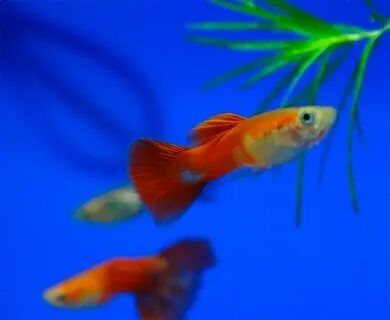 Малыши оранжевого гуппи