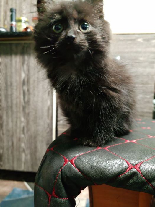 Отдадим в добрые руки