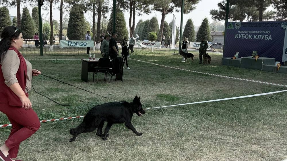 Продам немецкую овчарку длинношерстную