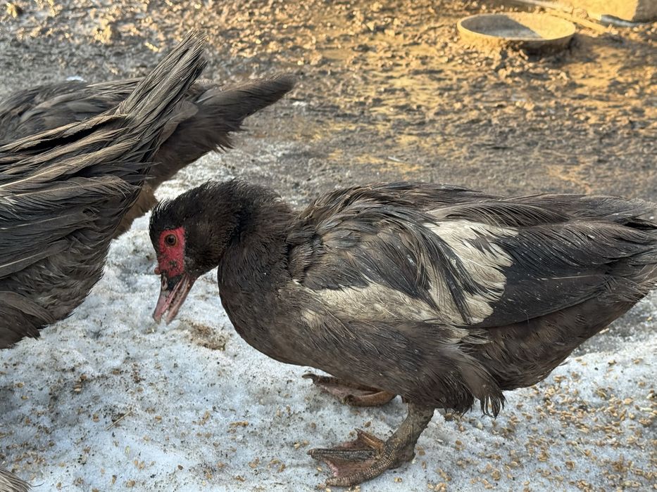 Индоутки продаем домашные …