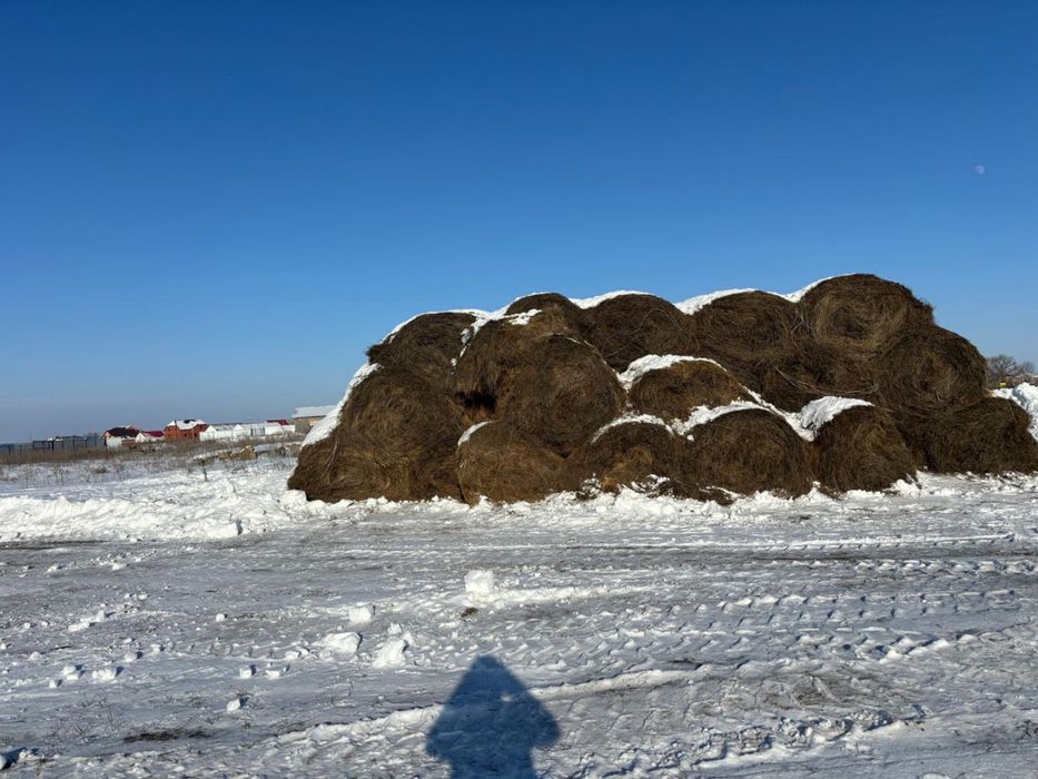 Продается рулон сено.