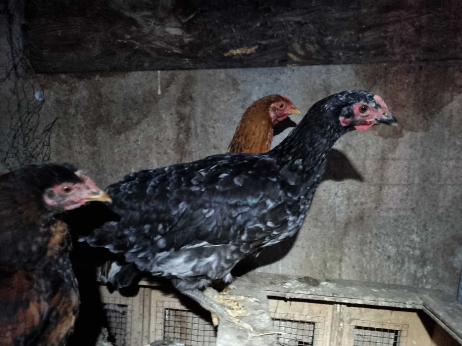 Schimb pasari de curte (gaini si rate) cu iedute, mielute sau cereale