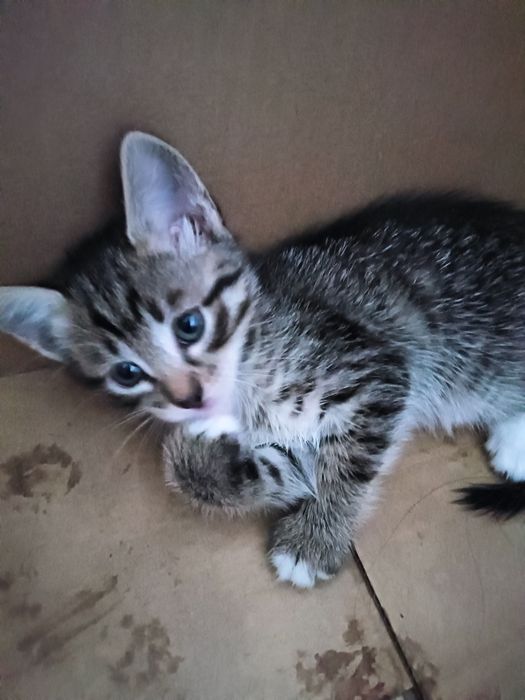 Отдам в хорошие руки