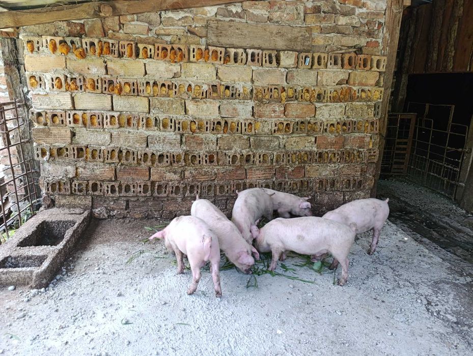 Продавам малки прасета