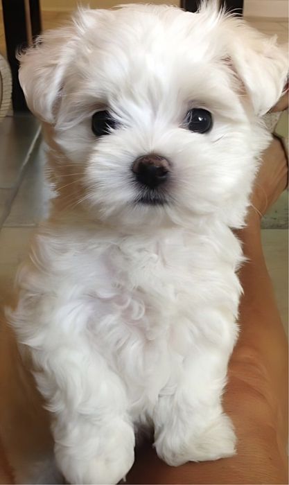 Bichon maltez 700 lei