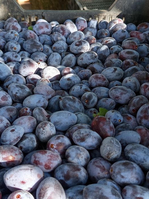 De vanzare prune bistritene