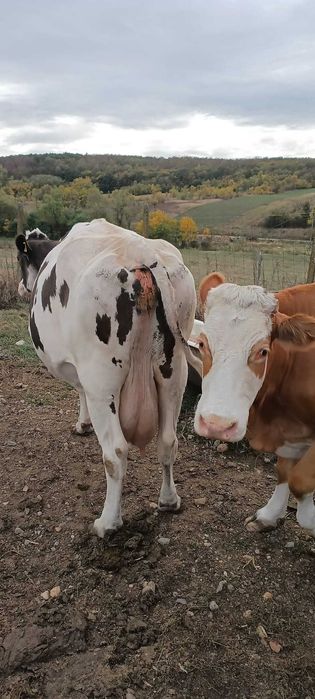 Vand vaca de 12 ani, a fata de sapte luni