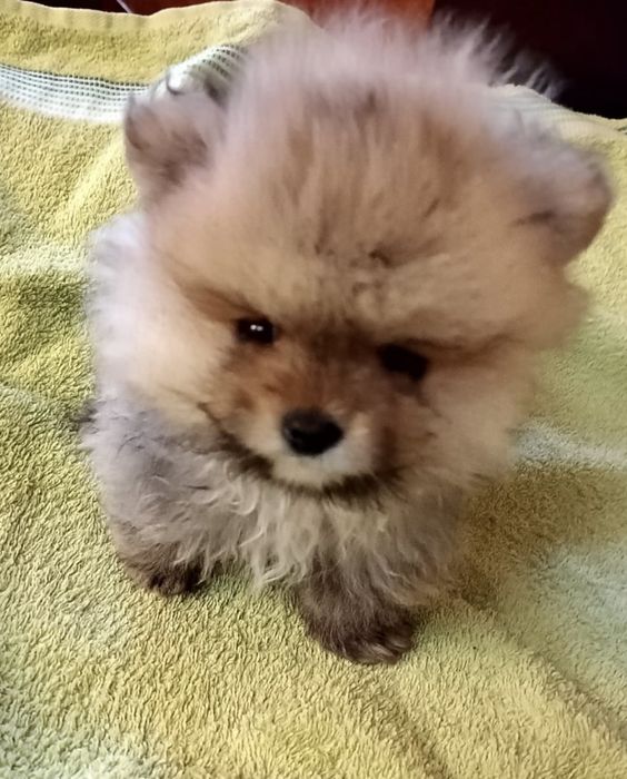 Хорошенькие девочки шпица