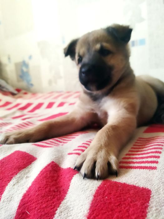 Отдам МальчикаБесплатно