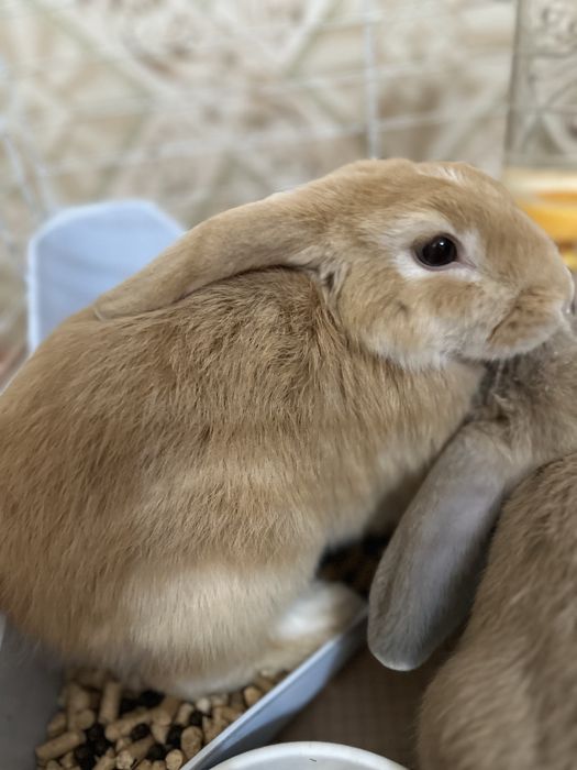 Декоративные кролики