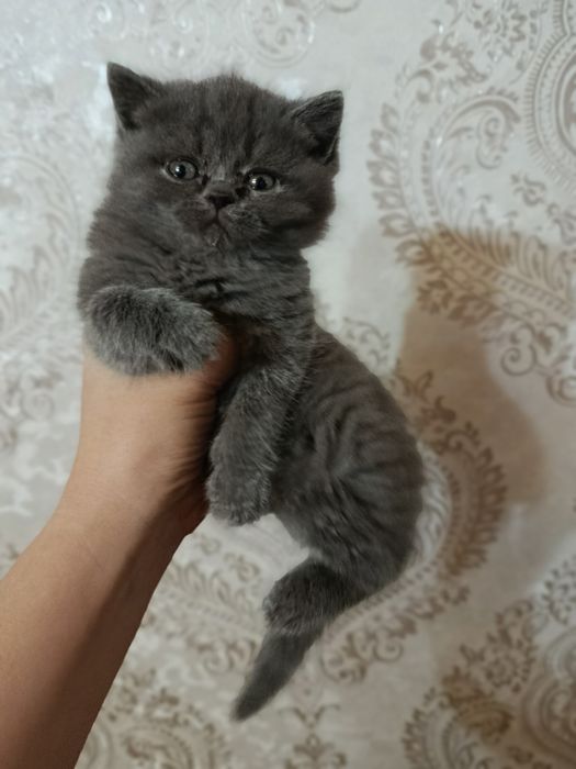 Scottish strayt 2 ta oʻgil 1 erkatoy qiz mushuklar zoti toza 2 oylik