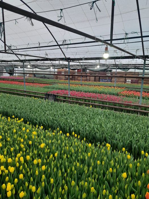 Тюльпаны оптом | Сезон 2026