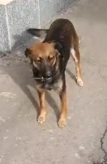 Отдам в хорошие руки! Собачку девочка Динга.