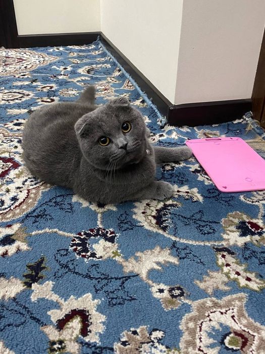 Skotish fold ugil bola mushug