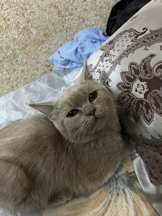 Zottor mushuk sotiladi