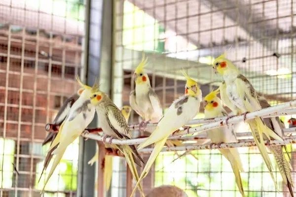 Продам попугай молодые корелл