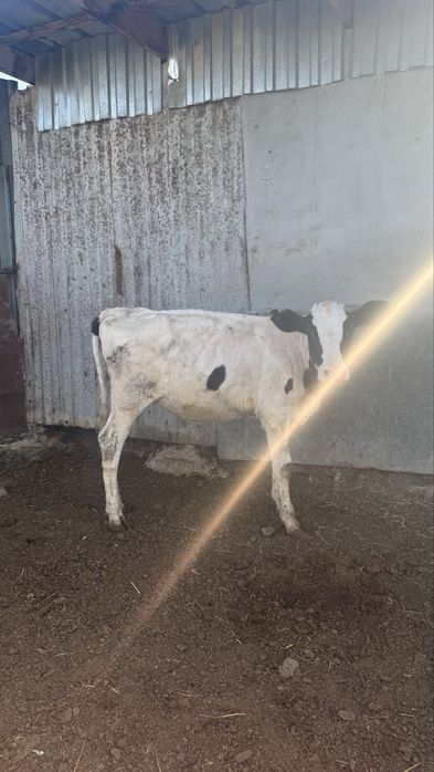 Продам телочку,породистая