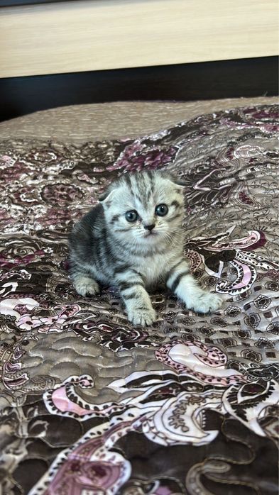 Шотландские котята