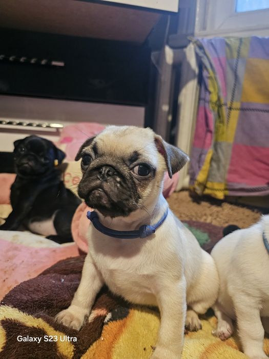 Мопсо детки мопсики