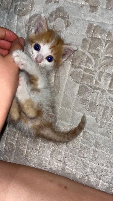 Котенок мальчик в хорошие руки