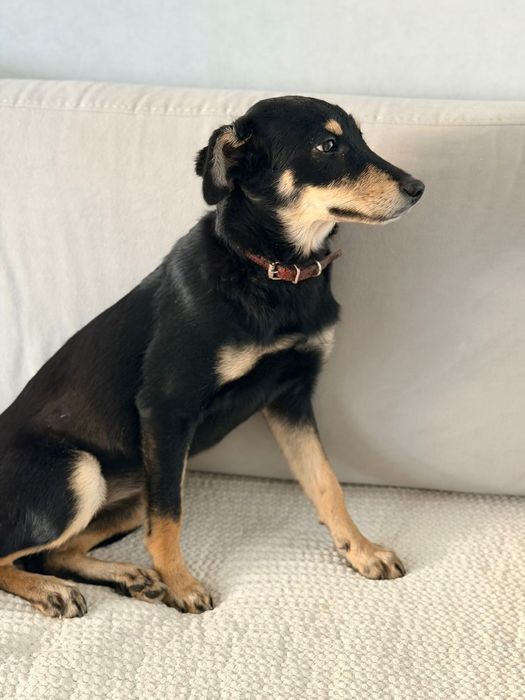 Отдам в добрые руки