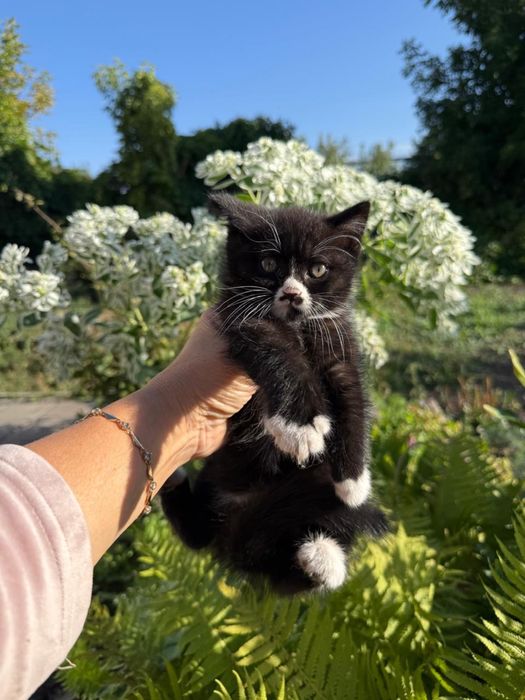 котенок 3 месяца