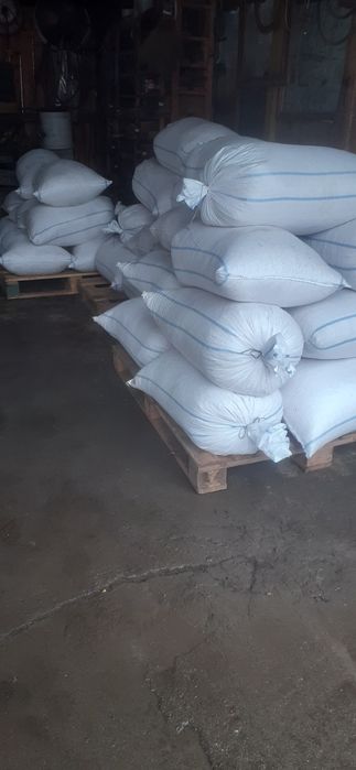 Oferta porumb boabe 2025