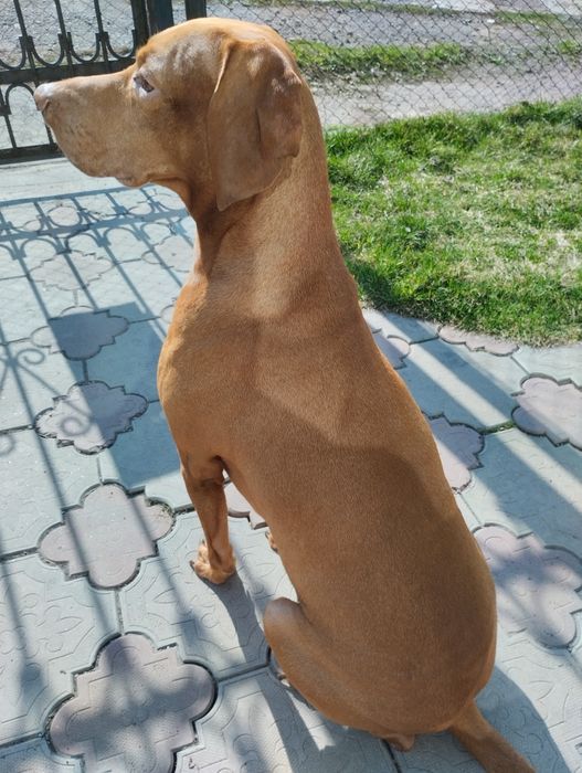 Вязка. Венгерская выжла