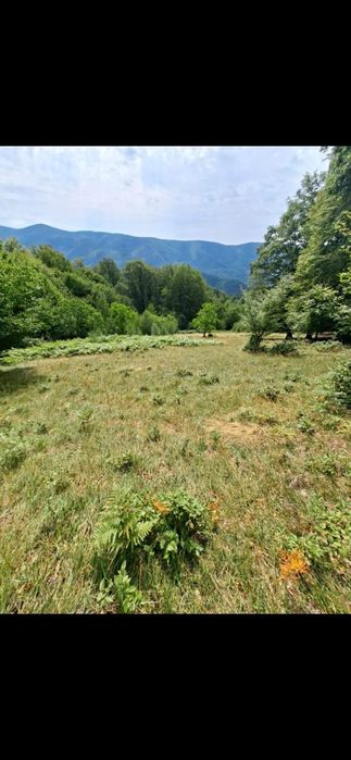 Casa veche la munte cu teren de 7500m2