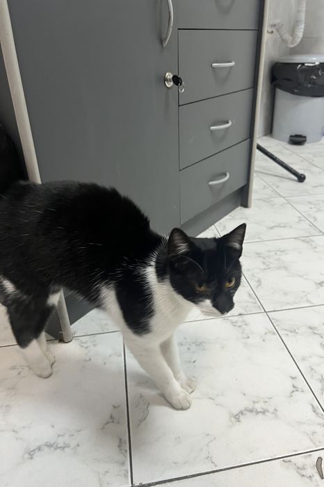 Подарявам женско коте