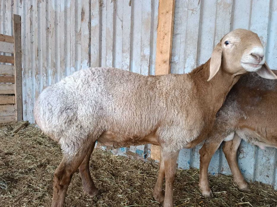 Продам Арашан-Гиссар (кашкары)