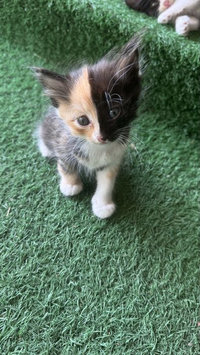 Котята бесплатно