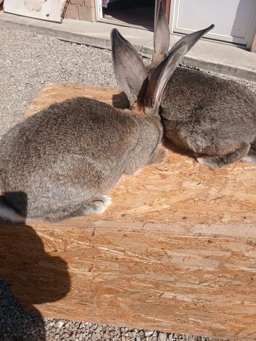 Iepuroaice uriaș german