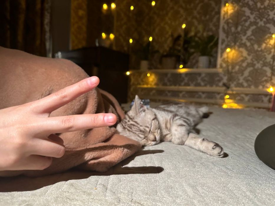 Кошка 2,2 года ловит мышей